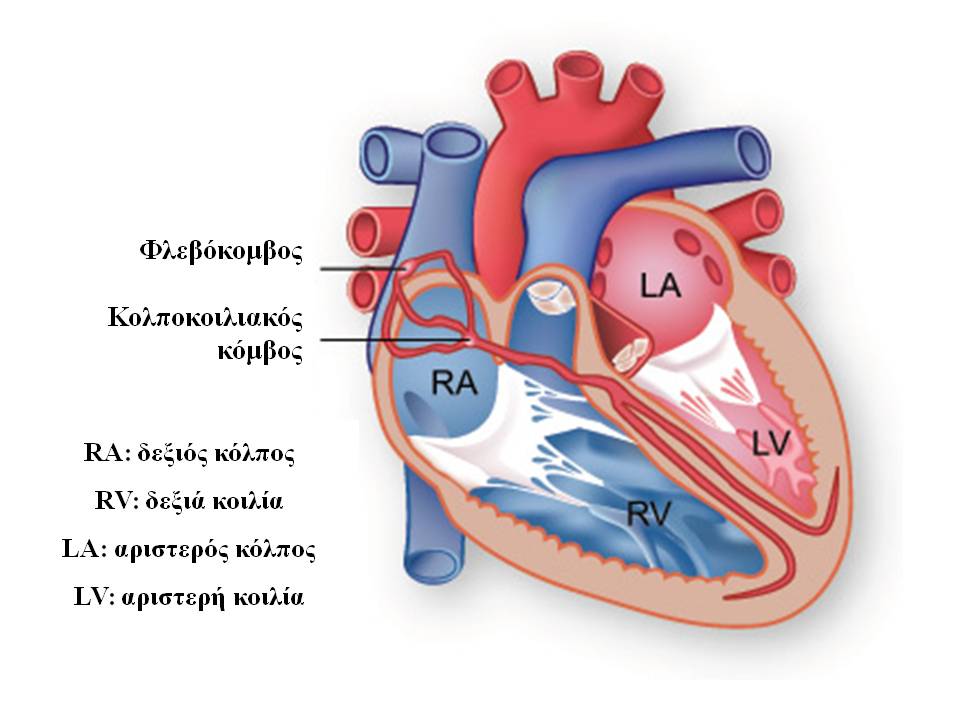 cardiac-chambers image