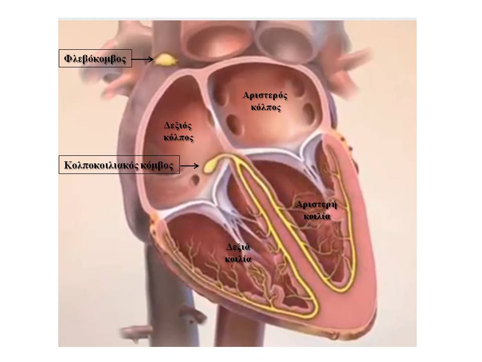 cardiac-electrical-system image
